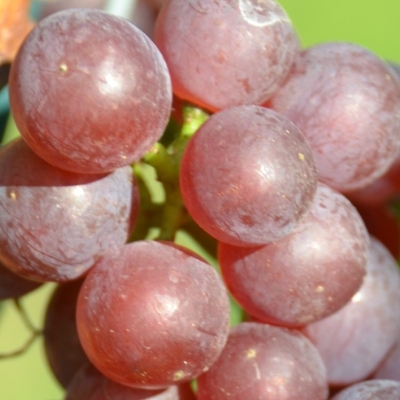 Chardonnay rosee ANT 6402